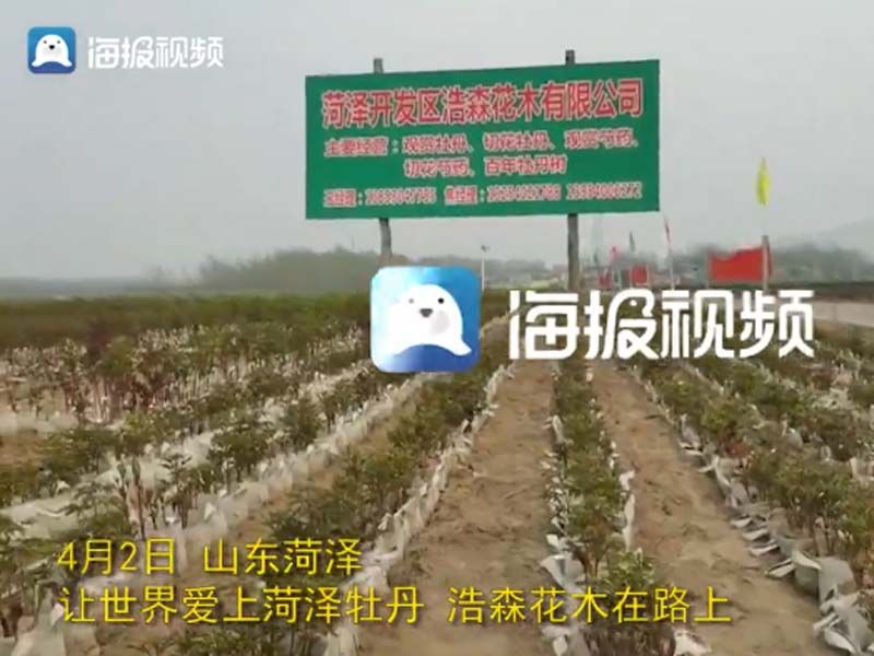 市牡丹產(chǎn)業(yè)中心、市宣傳部的領(lǐng)導(dǎo)及各大媒體來公司基地考察指導(dǎo)工作