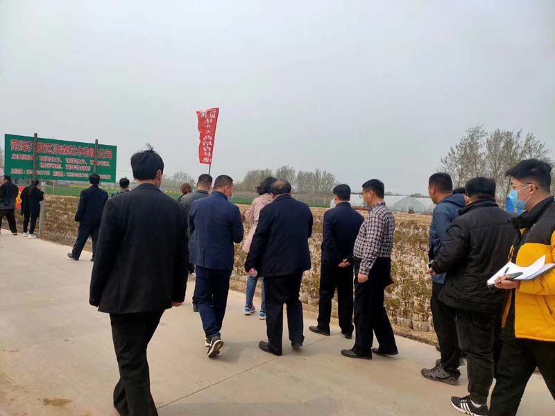 市牡丹產(chǎn)業(yè)中心、市宣傳部的領(lǐng)導(dǎo)及各大媒體來公司基地考察指導(dǎo)工作
