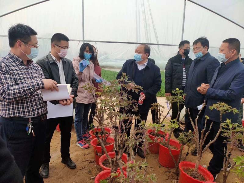 市牡丹產(chǎn)業(yè)中心、市宣傳部的領(lǐng)導(dǎo)及各大媒體來公司基地考察指導(dǎo)工作