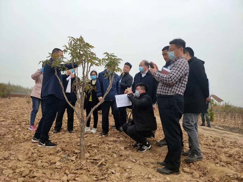 市牡丹產(chǎn)業(yè)中心、市宣傳部的領(lǐng)導(dǎo)及各大媒體來公司基地考察指導(dǎo)工作