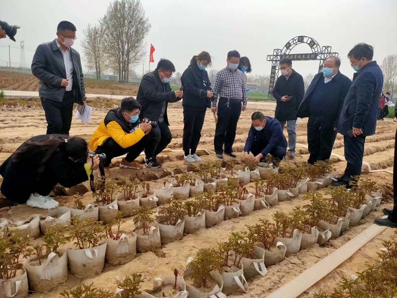 市牡丹產(chǎn)業(yè)中心、市宣傳部的領(lǐng)導(dǎo)及各大媒體來公司基地考察指導(dǎo)工作